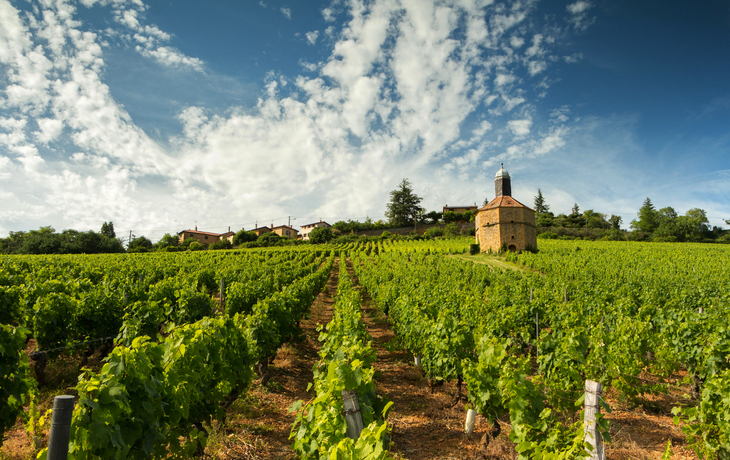 Weinbaugebiet Beaujolais in Frankreich - © jorick - stock.adobe.com