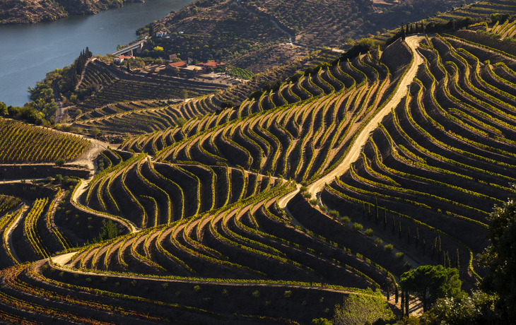 Kulturerbe der UNESCO: die wunderschönen endlosen Reihen der Weinberge des Douro-Tals - © bruno ismael alves - stock.adobe.com