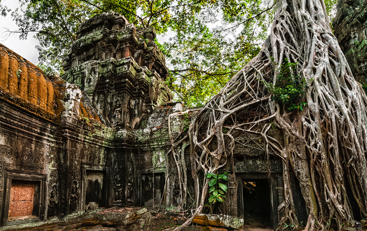 Ta Prohm-Tempel mit riesigem Banyan-Baum im Angkor Wat-Komplex - © PerfectLazybones - stock.adobe.com