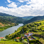 Weinberge im Douro Tal