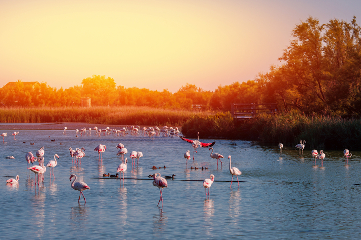 Flamingos in der Camargue in der Provence im Süden Frankreichs - ©Parilov - stock.adobe.com
