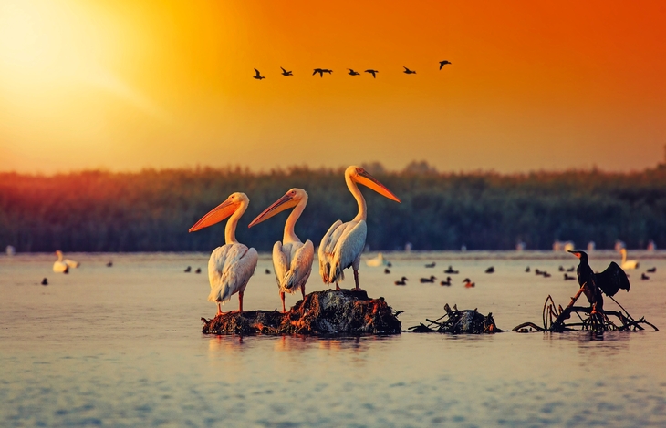 Heimat der größten Pelikankolonie außerhalb Afrikas: das Donau-Delta - © dragos dpvue - stock.adobe.com