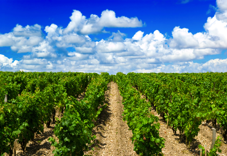 Weinberge nahe Bordeaux - © Raphael Daniaud - stock.adobe.com