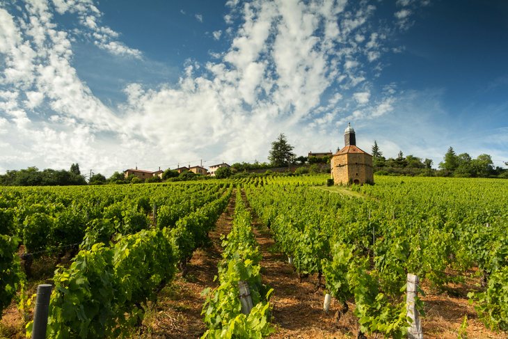 Weinbaugebiet Beaujolais in Frankreich - © jorick - stock.adobe.com